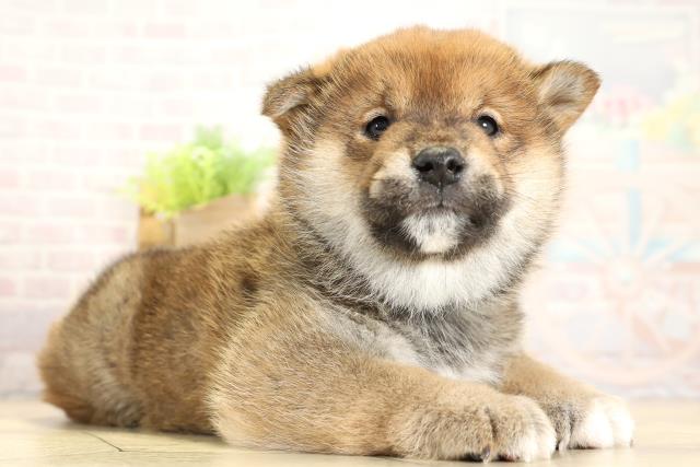 岐阜県の柴犬(標準サイズ) (Coo&RIKU各務原店/2025年11月1日生まれ/男の子/赤)の子犬の2枚目の画像