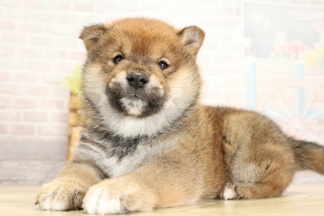 岐阜県の柴犬(標準サイズ) (Coo&RIKU各務原店/2025年11月1日生まれ/男の子/赤)の子犬の3枚目の画像