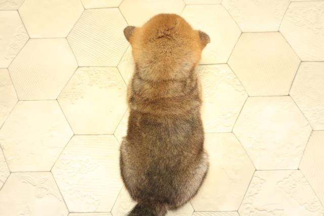 岐阜県の柴犬(標準サイズ) (Coo&RIKU各務原店/2025年11月1日生まれ/男の子/赤)の子犬の4枚目の画像