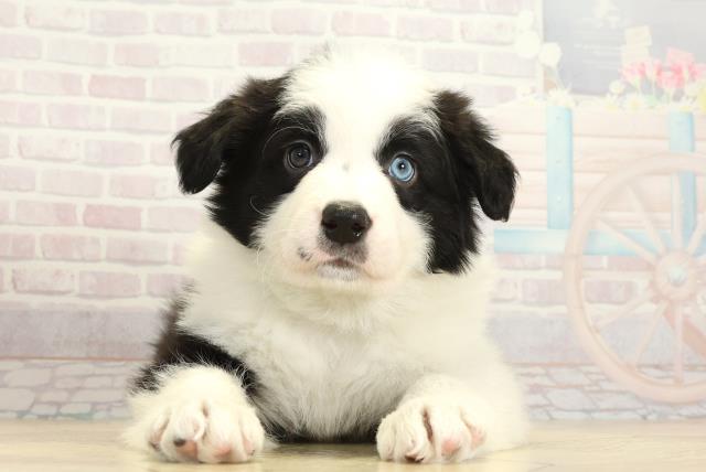 愛知県のボーダーコリー (Coo&RIKU岡崎店/2025年11月3日生まれ/男の子/ブラックホワイト)の子犬の1枚目の画像