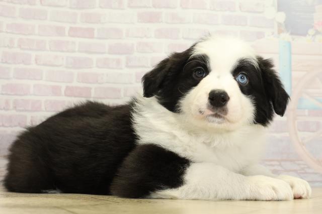 愛知県のボーダーコリー (Coo&RIKU岡崎店/2025年11月3日生まれ/男の子/ブラックホワイト)の子犬の2枚目の画像