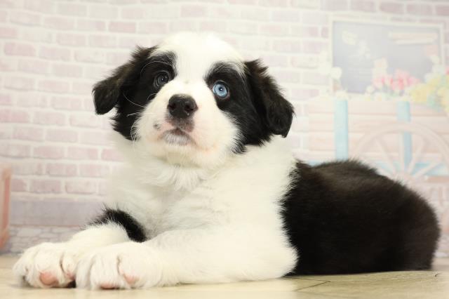 愛知県のボーダーコリー (Coo&RIKU岡崎店/2025年11月3日生まれ/男の子/ブラックホワイト)の子犬の3枚目の画像