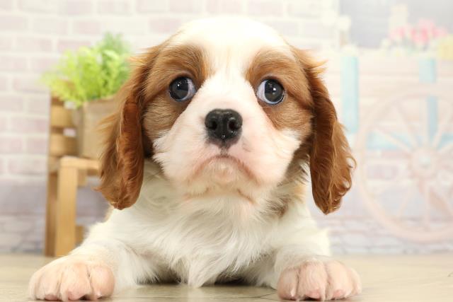 愛知県のキャバリアキングチャールズスパニエル (Coo&RIKU岡崎店/2025年11月2日生まれ/男の子/ブレンハイム)の子犬の1枚目の画像