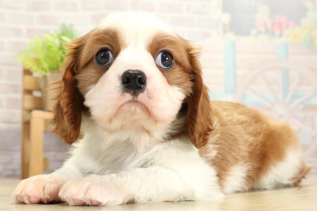 愛知県のキャバリアキングチャールズスパニエル (Coo&RIKU岡崎店/2025年11月2日生まれ/男の子/ブレンハイム)の子犬の3枚目の画像