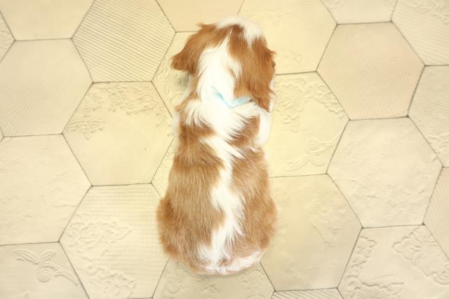 愛知県のキャバリアキングチャールズスパニエル (Coo&RIKU岡崎店/2025年11月2日生まれ/男の子/ブレンハイム)の子犬の4枚目の画像