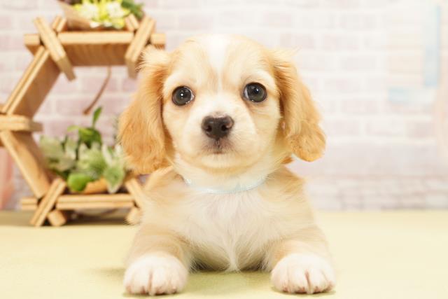 愛知県のハーフ犬・ミックス犬 (Coo&RIKU岡崎店/2025年11月1日生まれ/男の子/クリームホワイト)の子犬の1枚目の画像