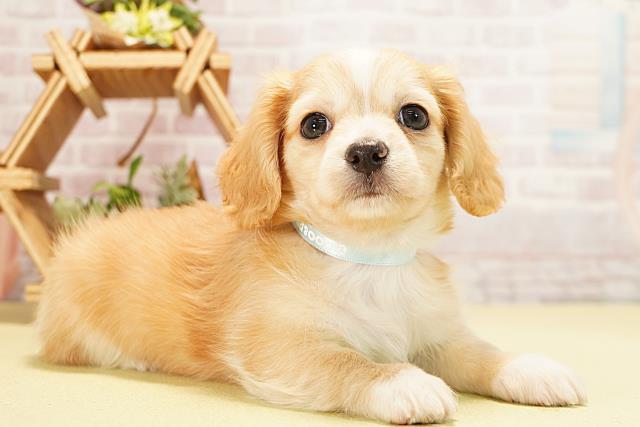 愛知県のハーフ犬・ミックス犬 (Coo&RIKU岡崎店/2025年11月1日生まれ/男の子/クリームホワイト)の子犬の2枚目の画像