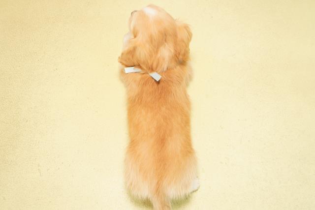 愛知県のハーフ犬・ミックス犬 (Coo&RIKU岡崎店/2025年11月1日生まれ/男の子/クリームホワイト)の子犬の4枚目の画像