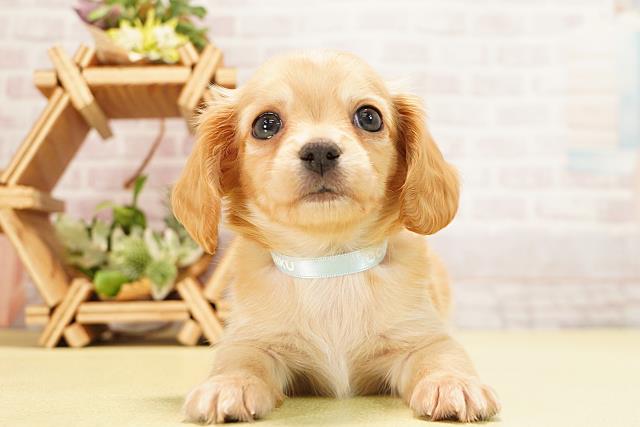 愛知県のハーフ犬・ミックス犬 (Coo&RIKU名古屋みなと店/2025年11月1日生まれ/男の子/クリーム)の子犬