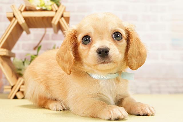 愛知県のハーフ犬・ミックス犬 (Coo&RIKU名古屋みなと店/2025年11月1日生まれ/男の子/クリーム)の子犬の2枚目の画像