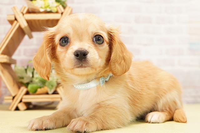 愛知県のハーフ犬・ミックス犬 (Coo&RIKU名古屋みなと店/2025年11月1日生まれ/男の子/クリーム)の子犬の3枚目の画像