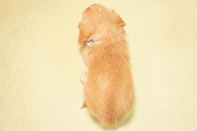 愛知県のハーフ犬・ミックス犬 (Coo&RIKU名古屋みなと店/2025年11月1日生まれ/男の子/クリーム)の子犬の4枚目の画像