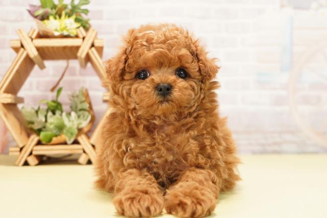 愛知県のトイプードル(トイ) (Coo&RIKU東海一宮店/2025年11月2日生まれ/男の子/オレンジフォーン)の子犬の1枚目の画像