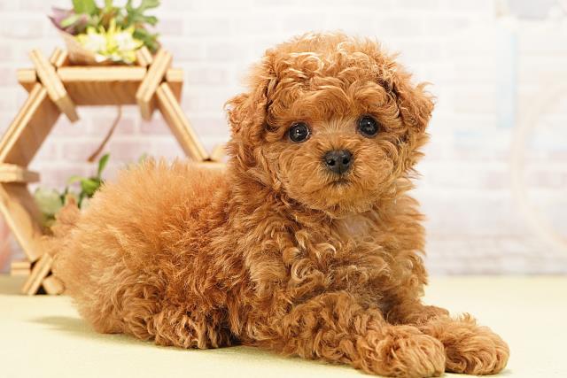 愛知県のトイプードル(トイ) (Coo&RIKU東海一宮店/2025年11月2日生まれ/男の子/オレンジフォーン)の子犬の2枚目の画像