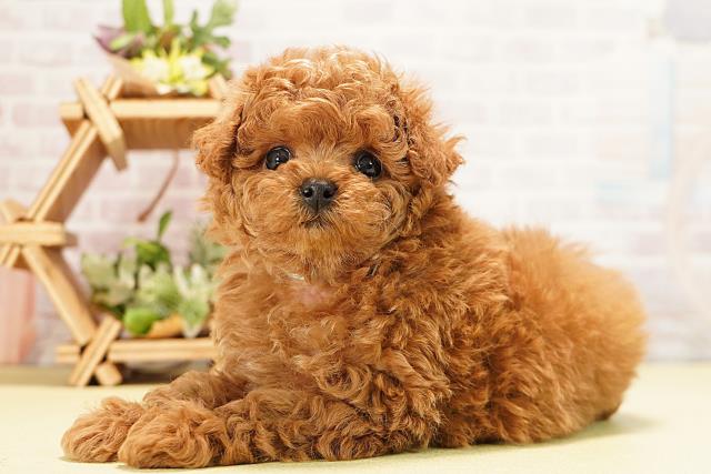 愛知県のトイプードル(トイ) (Coo&RIKU東海一宮店/2025年11月2日生まれ/男の子/オレンジフォーン)の子犬の3枚目の画像