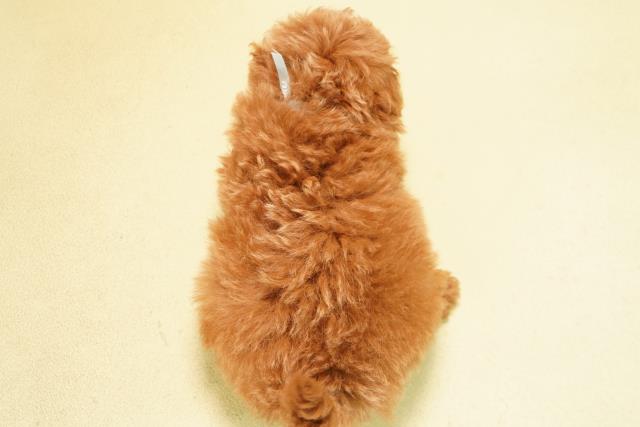 愛知県のトイプードル(トイ) (Coo&RIKU東海一宮店/2025年11月2日生まれ/男の子/オレンジフォーン)の子犬の4枚目の画像