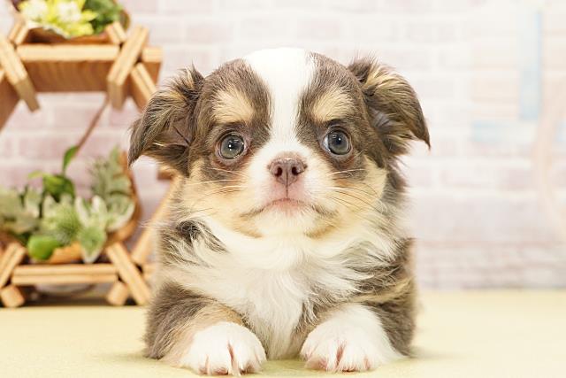 三重県のチワワ(ロング) (Coo&RIKU津高茶屋店/2025年11月2日生まれ/男の子/ブルータンホワイト)の子犬の1枚目の画像