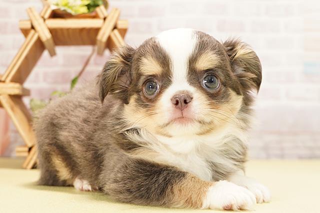 三重県のチワワ(ロング) (Coo&RIKU津高茶屋店/2025年11月2日生まれ/男の子/ブルータンホワイト)の子犬の2枚目の画像