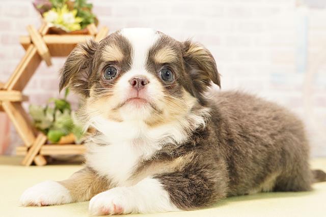 三重県のチワワ(ロング) (Coo&RIKU津高茶屋店/2025年11月2日生まれ/男の子/ブルータンホワイト)の子犬の3枚目の画像