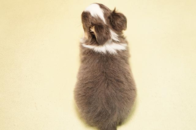 三重県のチワワ(ロング) (Coo&RIKU津高茶屋店/2025年11月2日生まれ/男の子/ブルータンホワイト)の子犬の4枚目の画像