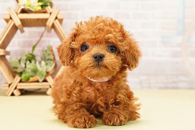 愛知県のトイプードル(ティーカップ) (Coo&RIKU岡崎店/2025年10月27日生まれ/女の子/レッド)の子犬の1枚目の画像