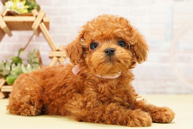 愛知県のトイプードル(ティーカップ) (Coo&RIKU岡崎店/2025年10月27日生まれ/女の子/レッド)の子犬の2枚目の画像