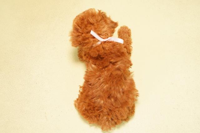 愛知県のトイプードル(ティーカップ) (Coo&RIKU岡崎店/2025年10月27日生まれ/女の子/レッド)の子犬の4枚目の画像