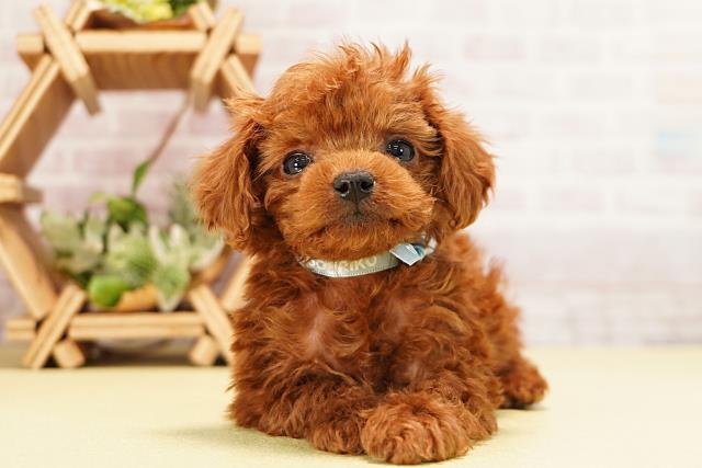 三重県のトイプードル(ティーカップ) (Coo&RIKU津高茶屋店/2025年10月27日生まれ/男の子/レッド)の子犬の1枚目の画像