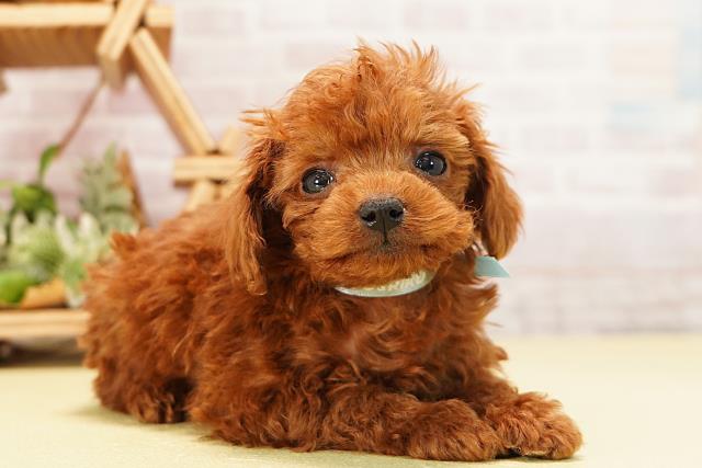 三重県のトイプードル(ティーカップ) (Coo&RIKU津高茶屋店/2025年10月27日生まれ/男の子/レッド)の子犬の2枚目の画像