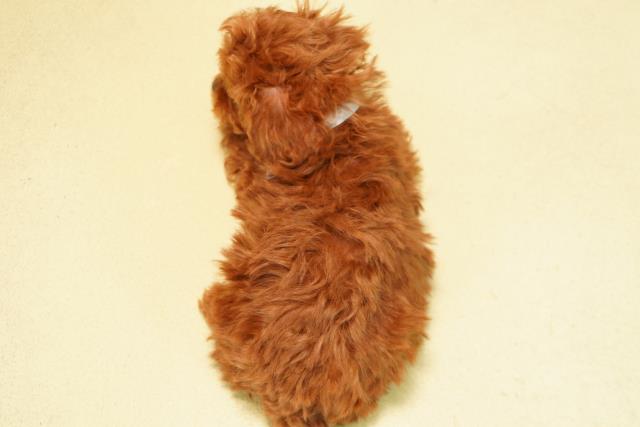 三重県のトイプードル(ティーカップ) (Coo&RIKU津高茶屋店/2025年10月27日生まれ/男の子/レッド)の子犬の4枚目の画像