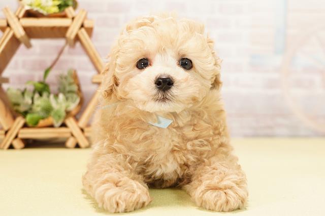 愛知県のトイプードル(トイ) (Coo&RIKU春日井店/2025年10月29日生まれ/男の子/ペールフォーン)の子犬