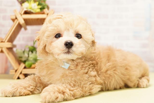 愛知県のトイプードル(トイ) (Coo&RIKU春日井店/2025年10月29日生まれ/男の子/ペールフォーン)の子犬の3枚目の画像