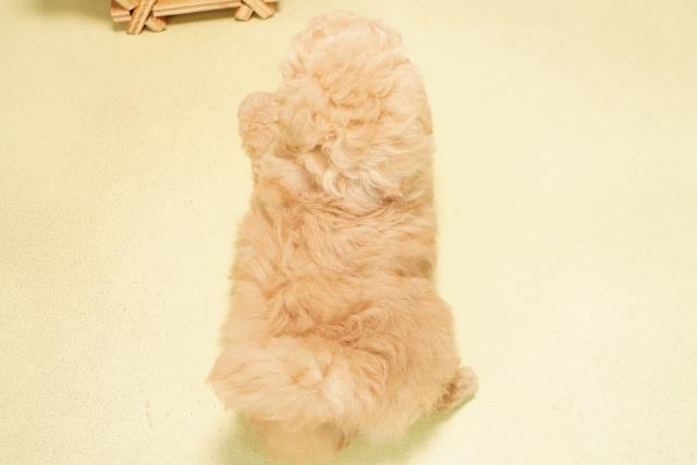 愛知県のトイプードル(トイ) (Coo&RIKU春日井店/2025年10月29日生まれ/男の子/ペールフォーン)の子犬の4枚目の画像