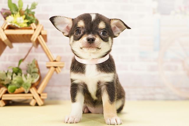 岐阜県のチワワ(スムース) (Coo&RIKU岐南店/2025年11月3日生まれ/女の子/ブラッククリームホワイト)の子犬の1枚目の画像