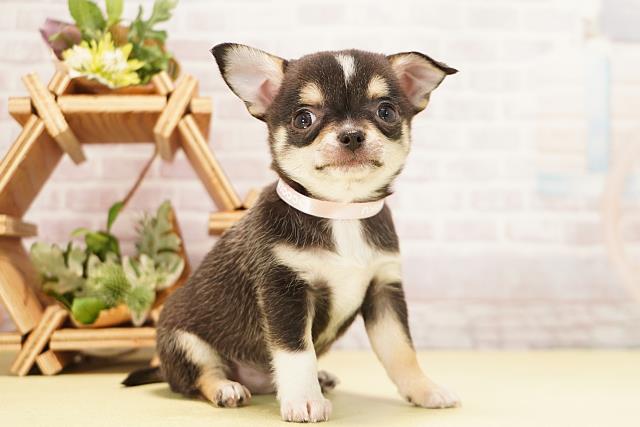 岐阜県のチワワ(スムース) (Coo&RIKU岐南店/2025年11月3日生まれ/女の子/ブラッククリームホワイト)の子犬の2枚目の画像