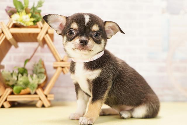 岐阜県のチワワ(スムース) (Coo&RIKU岐南店/2025年11月3日生まれ/女の子/ブラッククリームホワイト)の子犬の3枚目の画像