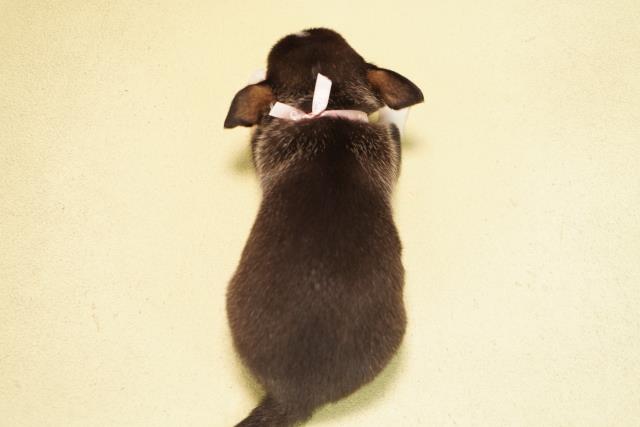 岐阜県のチワワ(スムース) (Coo&RIKU岐南店/2025年11月3日生まれ/女の子/ブラッククリームホワイト)の子犬の4枚目の画像