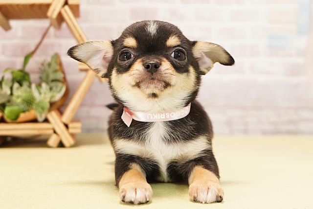 愛知県のチワワ(スムース) (Coo&RIKU春日井店/2025年11月3日生まれ/女の子/ブラッククリームホワイト)の子犬