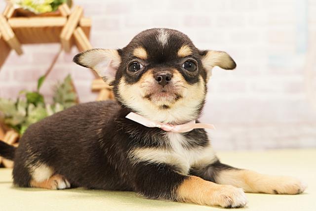 愛知県のチワワ(スムース) (Coo&RIKU春日井店/2025年11月3日生まれ/女の子/ブラッククリームホワイト)の子犬の2枚目の画像