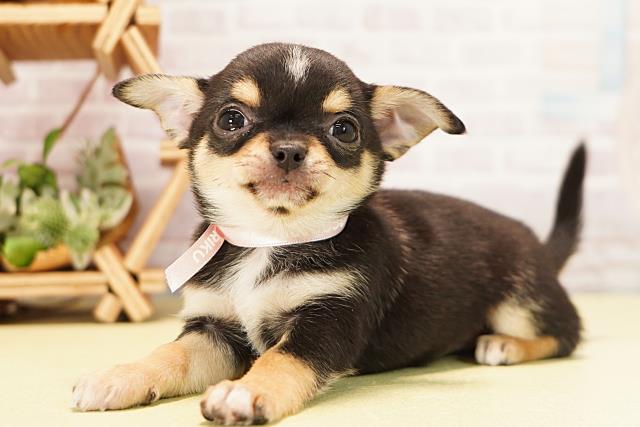 愛知県のチワワ(スムース) (Coo&RIKU春日井店/2025年11月3日生まれ/女の子/ブラッククリームホワイト)の子犬の3枚目の画像