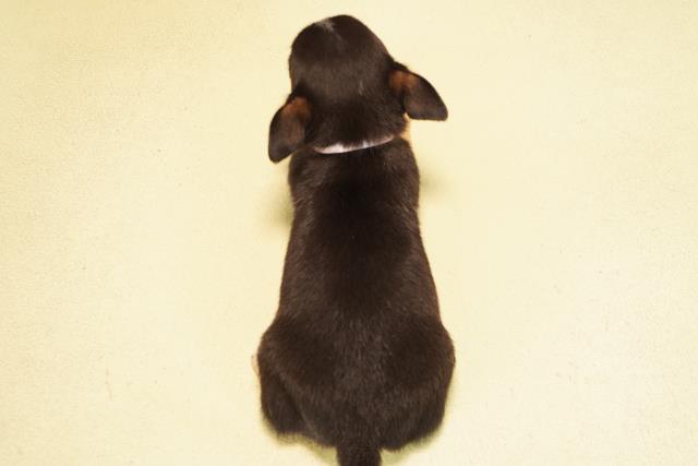 愛知県のチワワ(スムース) (Coo&RIKU春日井店/2025年11月3日生まれ/女の子/ブラッククリームホワイト)の子犬の4枚目の画像