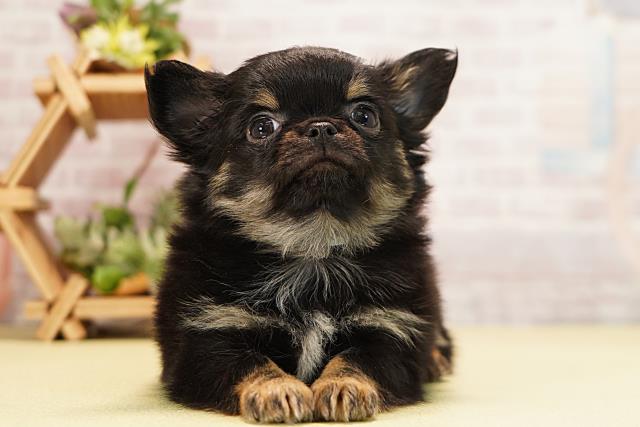 愛知県のチワワ(ロング) (Coo&RIKU半田店/2025年11月3日生まれ/男の子/ブラッククリーム)の子犬の1枚目の画像