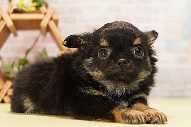 愛知県のチワワ(ロング) (Coo&RIKU半田店/2025年11月3日生まれ/男の子/ブラッククリーム)の子犬の2枚目の画像