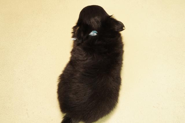 愛知県のチワワ(ロング) (Coo&RIKU半田店/2025年11月3日生まれ/男の子/ブラッククリーム)の子犬の4枚目の画像