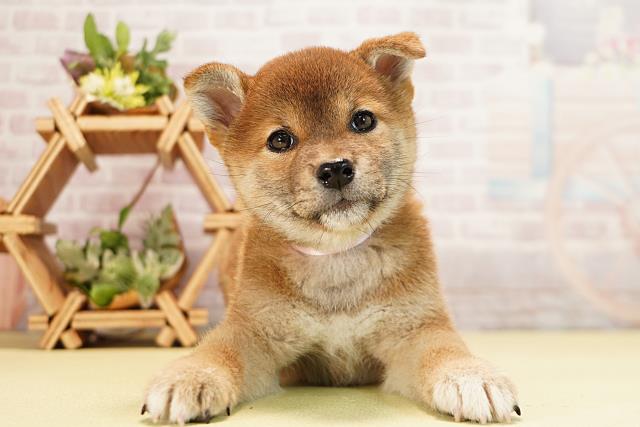 三重県の柴犬(標準サイズ) (Coo&RIKU津高茶屋店/2025年11月3日生まれ/女の子/赤)の子犬の1枚目の画像