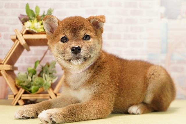 三重県の柴犬(標準サイズ) (Coo&RIKU津高茶屋店/2025年11月3日生まれ/女の子/赤)の子犬の3枚目の画像