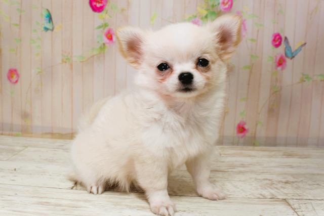 千葉県のチワワ(ロング) (Coo&RIKU木更津店/2025年11月4日生まれ/男の子/クリームホワイト)の子犬の3枚目の画像