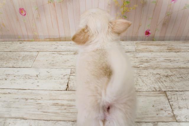 千葉県のチワワ(ロング) (Coo&RIKU木更津店/2025年11月4日生まれ/男の子/クリームホワイト)の子犬の4枚目の画像