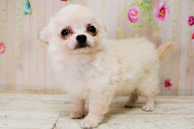 千葉県のチワワ(ロング) (Coo&RIKU木更津店/2025年11月4日生まれ/女の子/クリームホワイト)の子犬の2枚目の画像