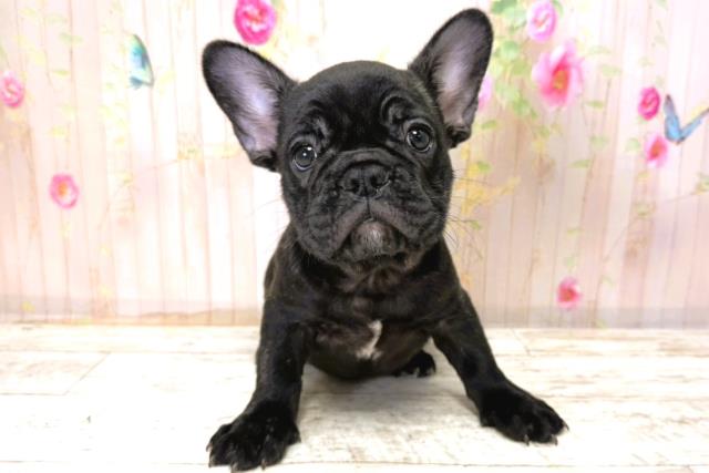 北海道のフレンチブルドッグ (Coo&RIKU札幌西店/2025年11月6日生まれ/男の子/ブリンドル)の子犬の1枚目の画像